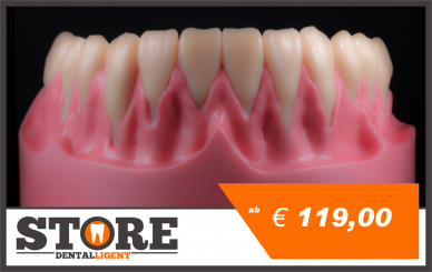 lower jaw model with root teeth in a pink acrylic base 